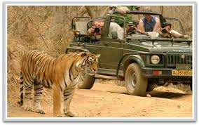 Wildlife Tour of Rajasthan